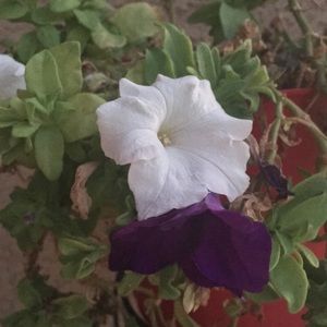 Meet your Posher, Melany